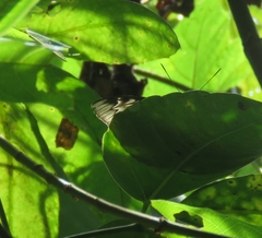 Tanaecia pelea