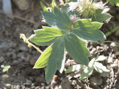 Hydrophyllum occidentale