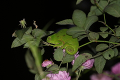 Furcifer willsii