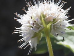 Hydrophyllum occidentale