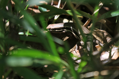Trachylepis gravenhorstii