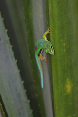 Phelsuma