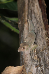 Uroplatus