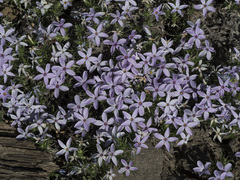 Phlox diffusa