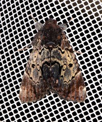 Catephia linteola
