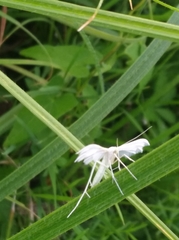 Pterophorus pentadactyla
