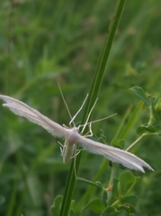 Pterophorus pentadactyla
