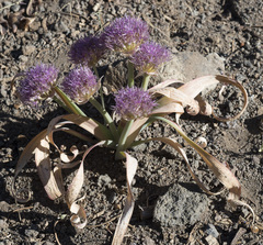 Allium platycaule