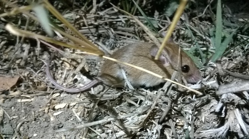 Little Indian Field Mouse