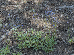 Penstemon gracilentus
