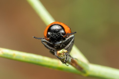 Coptocephala