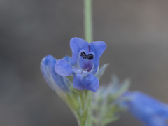 Penstemon gracilentus