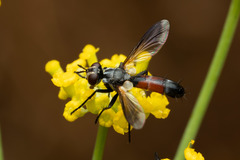 Cylindromyia