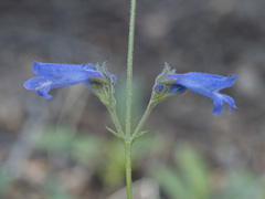 Penstemon gracilentus