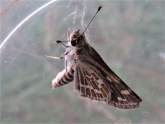 Taractrocera maevius