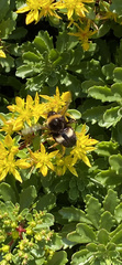 Bombus