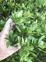 Morella caroliniensis