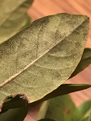 Morella caroliniensis