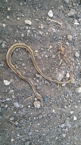 Pakistan Sand Racer