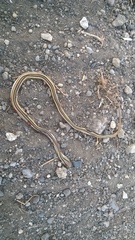 Psammophis leithii