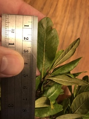 Morella caroliniensis