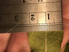 Morella caroliniensis