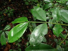 Garcinia gnetoides