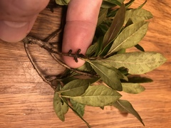 Morella caroliniensis