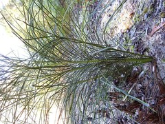 Macrozamia pauli-guilielmi