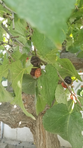 black mulberry