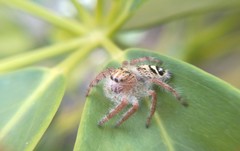 Hyllus diardi