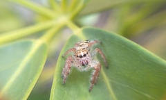 Hyllus diardi