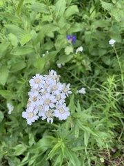 Achillea biserrata