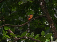 Harpactes duvaucelii