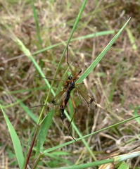 Dictenidia bimaculata