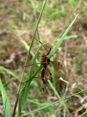 Dictenidia bimaculata