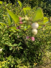 Symphoricarpos albus