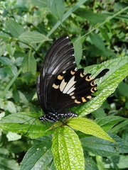 Papilio nephelus chaonulus