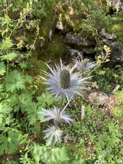 Eryngium alpinum