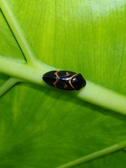 Okiscarta uchidae