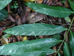 Stachyothyrsus stapfiana