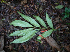 Stachyothyrsus stapfiana