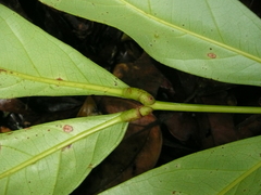 Stachyothyrsus stapfiana