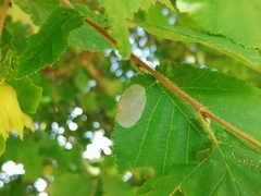 Phyllonorycter coryli
