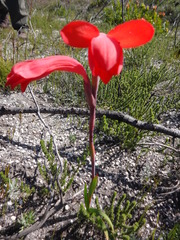 Watsonia fergusoniae