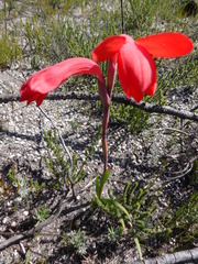 Watsonia fergusoniae