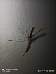 Stenoptilia