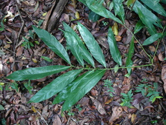Stachyothyrsus stapfiana
