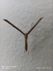 Stenoptilia