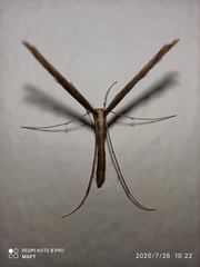 Stenoptilia